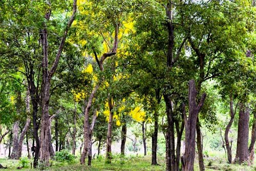 SANTALUM - L'Essenza del TempoSANTALUM