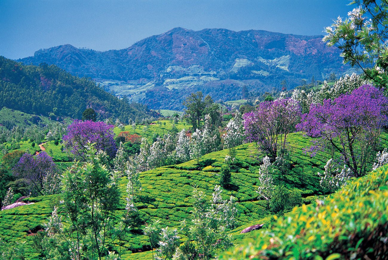 MUNNAR VALLEY - L'Essenza del Tempo