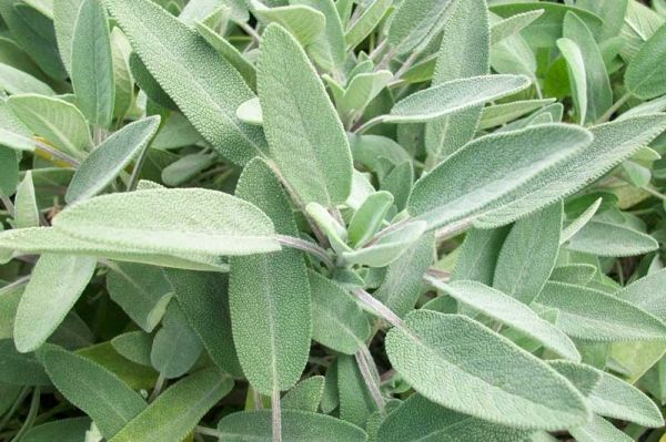 LIBOCEDRO E SALVIA - L'Essenza del TempoLIBOCEDRO E SALVIA