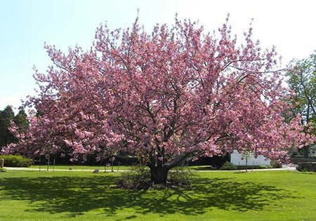 SAKURA TOKIO - L'Essenza del TempoSAKURA TOKIO