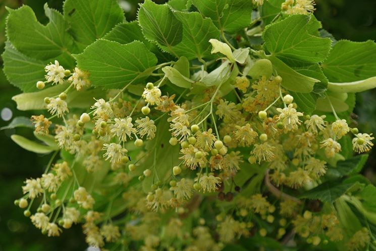 TILIA CORDATA - L'Essenza del Tempo