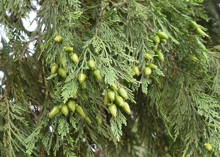 LIBOCEDRO E SALVIA - L'Essenza del TempoLIBOCEDRO E SALVIA